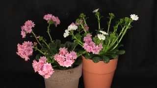 Lewisia cotyledon  Bitterwurz Cliff Maids [upl. by Applegate]