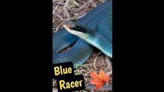 The Blue Racer Snake The fastest snake in canada [upl. by Otxilac53]