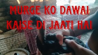 murgon ko dawai kaise Di jaati hai 🐔🐔🐔🐔🐔chicken murga [upl. by Flessel]