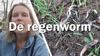 De Regenworm  Juf in de Natuur [upl. by Aynotan206]