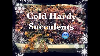 Winter Cold Hardy Succulents Tour  February 2019 [upl. by Fulcher]