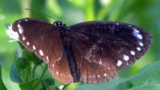 20241006  台北植物園  小紫斑蝶 Euploea tulliolus koxinga 點一邊  背面沒點 [upl. by Earased545]