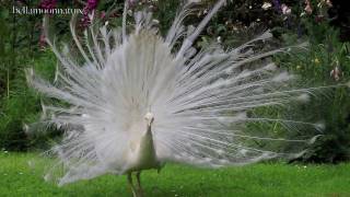 AMAZING WHITE PEACOCK DANCE [upl. by Aillicirp]