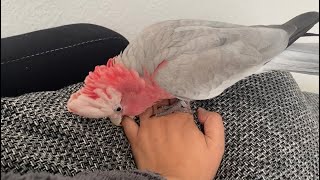 The Galah Parrot crazy girl playtime Parrot Kakadu Rosakakadu Cockatoo [upl. by Ellerey]