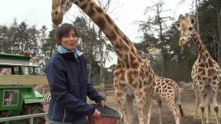 Burgers Safari 3  Burgers Zoo Natuurlijk  Arnhem [upl. by Llehsem]