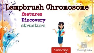 Lampbrush Chromosome Easy notes Lampbrush chromosome Giant Chromosome notes [upl. by Nwaf]