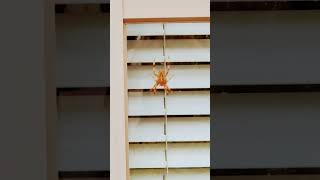 BROWN Recluse spider small but very Poisonous Toronto ontario Canada [upl. by Diao]