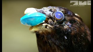 Young Male Bower Birds Pretend To Be Female To Steal From Robotic Spy Bird [upl. by Ilan]