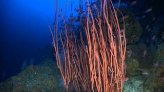 Black coral Antiphatarian garden with a Anthias anthias shoal [upl. by Baler]