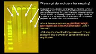 PCR and Gel Electrophoresis troubleshooting [upl. by Burn]