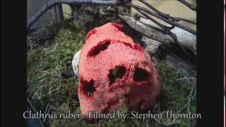 Red Cage Stinkhorn Fungus Time Lapse [upl. by Genaro151]