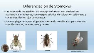 ZIbarra ” Mosca hematófaga del género Stomoxys o Glossinaquot [upl. by Accever]