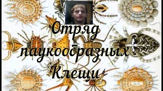 Отряд паукообразных Клещи [upl. by Legyn]