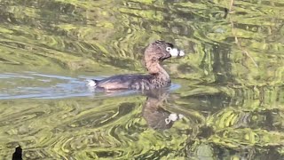 Piedbilled Grebe [upl. by Marks736]