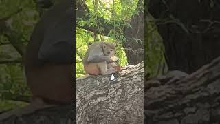 BEATING THE HEAT A monkey quenches his thirst by drinking juice from a tetrapack [upl. by Weinman]