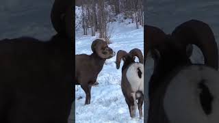 The Majestic Bighorn Sheep Natures Mountain King [upl. by Cleland]