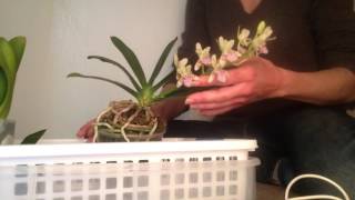 How to Grow Sedirea japonica [upl. by Scrivings]