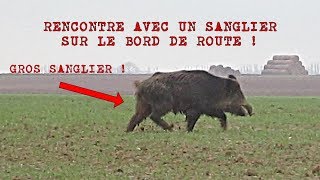 RENCONTRE AVEC UN SANGLIER SUR LE BORD DE ROUTE [upl. by Varrian395]