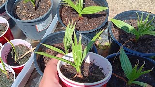 Washingtonia Filifera update California fan palm [upl. by Yadahs230]