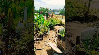 MENANAN SAYUR DI KEBUN DEPAN RUMAH puputchannel shortsvideo shortfeed shorts [upl. by Fugere816]