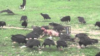 Turkey VulturesBlack Vultuers and Crested Cara Cara fighting for food [upl. by Alyahc]