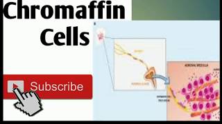 Chromaffin cells [upl. by Briant]