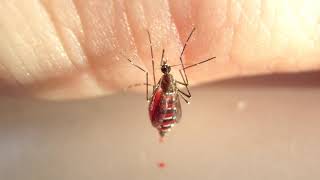 CloseUp Footage Shows Mosquitoes Drain Human Blood Until They Burst [upl. by Taub]