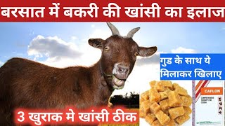 बरसात में बकरी की खांसी का इलाज  Bakri ke bacche ki khansi ka ilaj  Goat Cough vnsgoatfarm [upl. by Aramoj]