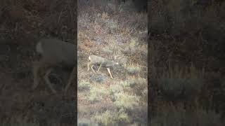 GIANT buck down hunting wildlife outdoors deer muledeer idaho liveaction wstrnelvtn [upl. by Norbel494]