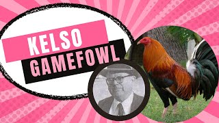 The Incredible Kelso Gamefowl A Product of Artificial Selection [upl. by Ecinrev]