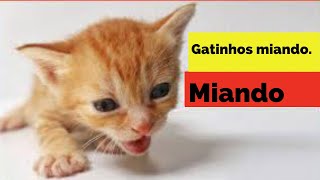 Gatinhos miando Sons de miado de gatinho de alta qualidade para encontrar seu gato Muitos gatinho [upl. by Jilly]