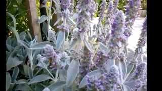 Stachys lanata stackys olimpica medicinal herb [upl. by Irrabaj]