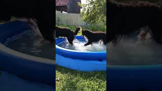 Dogs enjoying the pool party [upl. by Holzman]