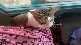 Minggay  Last dose of her antibiotics  D’ Cat Cave  video shorts viral trending [upl. by Nidnerb]