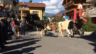 Almabtrieb im Alpbachtal [upl. by Irrehc497]