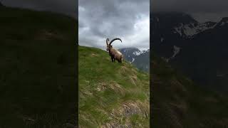 Markhor Pakistans National Animal animals reels wildlife [upl. by Armanda]