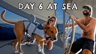 Sailing 6 Days at Sea with Dogs  How we keep them Safe [upl. by Minnnie]