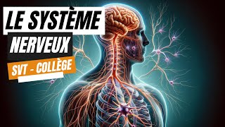 Le système nerveux  SVT Collège [upl. by Anatniuq776]