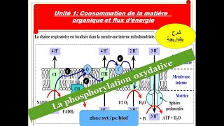 La Phosphorylation oxydative svt 2 bac PC BIOFLa chaîne respiratoireشرح بالداريجة [upl. by Eibrik]