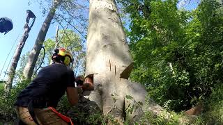 American Beech fagus grandifolia fell using shark gill felling cut [upl. by Winne920]