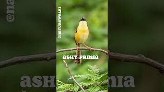 Bird Sounds Yellow Warbler Song Sparrow Ashy Prinia and Sunbird [upl. by Hazrit156]