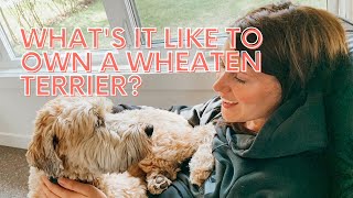 Whats it like to own a Wheaten Terrier [upl. by Gal]