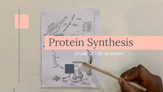 Grade 12 Life Sciences  Protein Synthesis [upl. by Jeramey543]