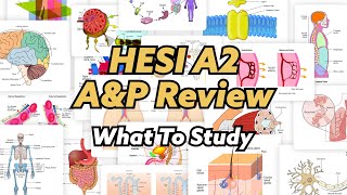 HESI A2 Anatomy amp Physiology Review WHAT TO STUDY IN DEPTH [upl. by Eenattirb90]