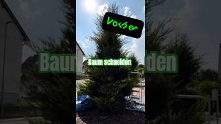 Vom wilden Baum zum Hingucker 🌲✂️ Mein erster Versuch im Baumschnitt [upl. by Anelhtak]