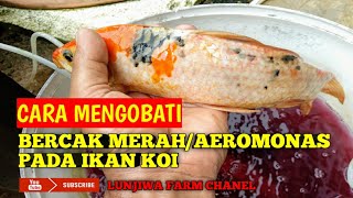 Cara mengobati bercak merahaeromonas pada ikan koi [upl. by Edbert779]