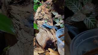 New Poison Dart Frogs from NARBC Tinley Park 2023 dartfrog amphibian [upl. by Arnaud]