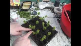 Propagating Spirea from cuttings [upl. by Nilrem770]