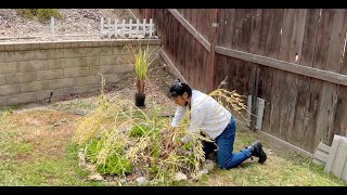 How to fix clay soil in HOA backyard by planting Daikon Radishes [upl. by Harriott]