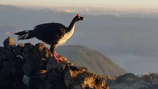 Pavo de Cacho carnudo en la cima del Volcán Atitlán Abril 2021 [upl. by Ahsikcin]